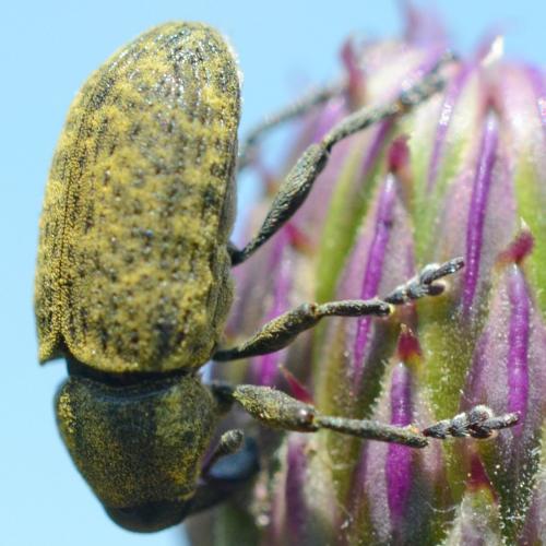 Larinus cynarae
